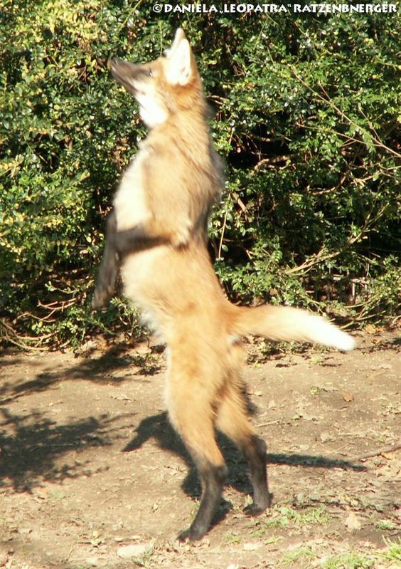 Picture of a maned wolf